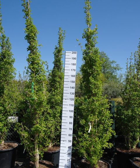 Ginkgo Biloba
