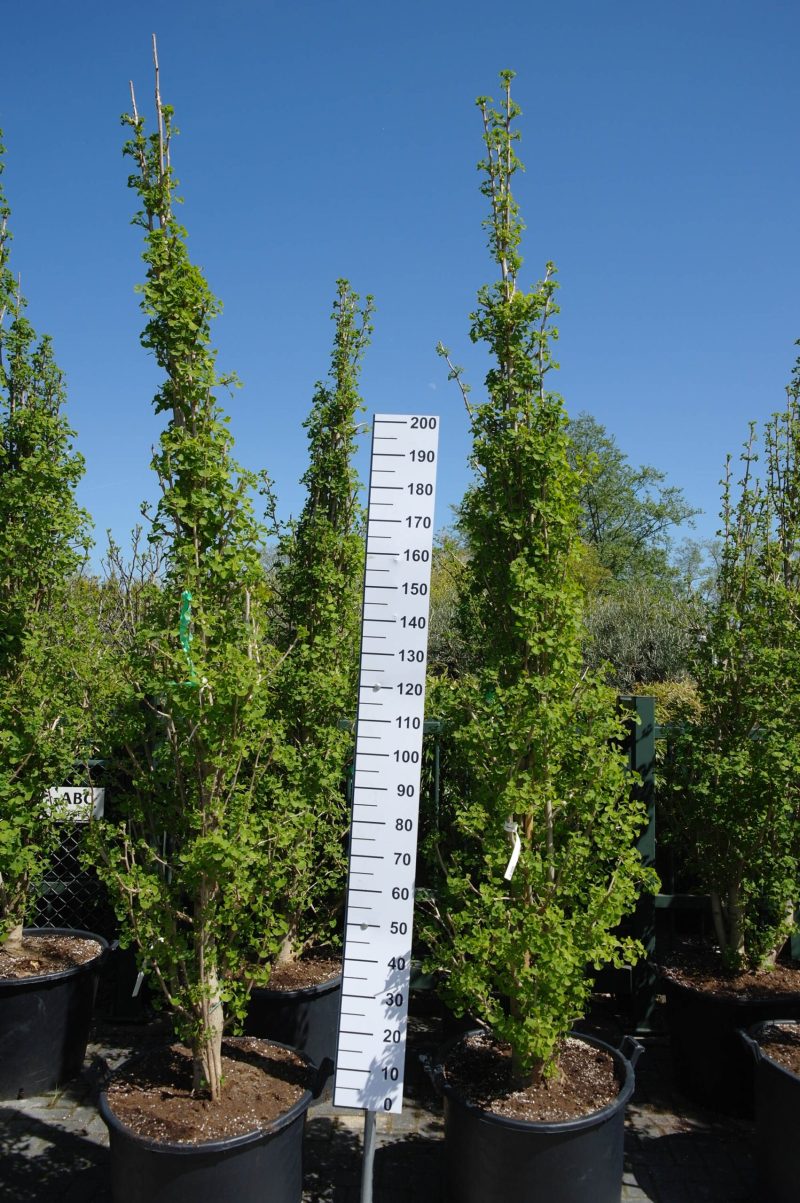 Ginkgo Biloba