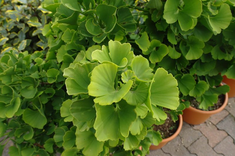 Ginkgo Biloba 'Mariken' - Afbeelding 2
