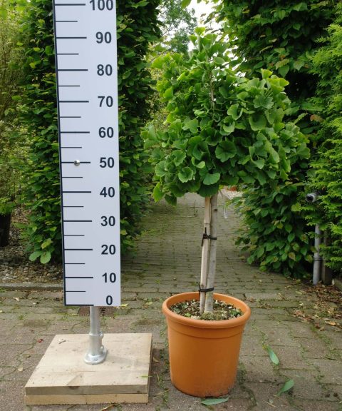 Ginkgo Biloba 'Mariken'