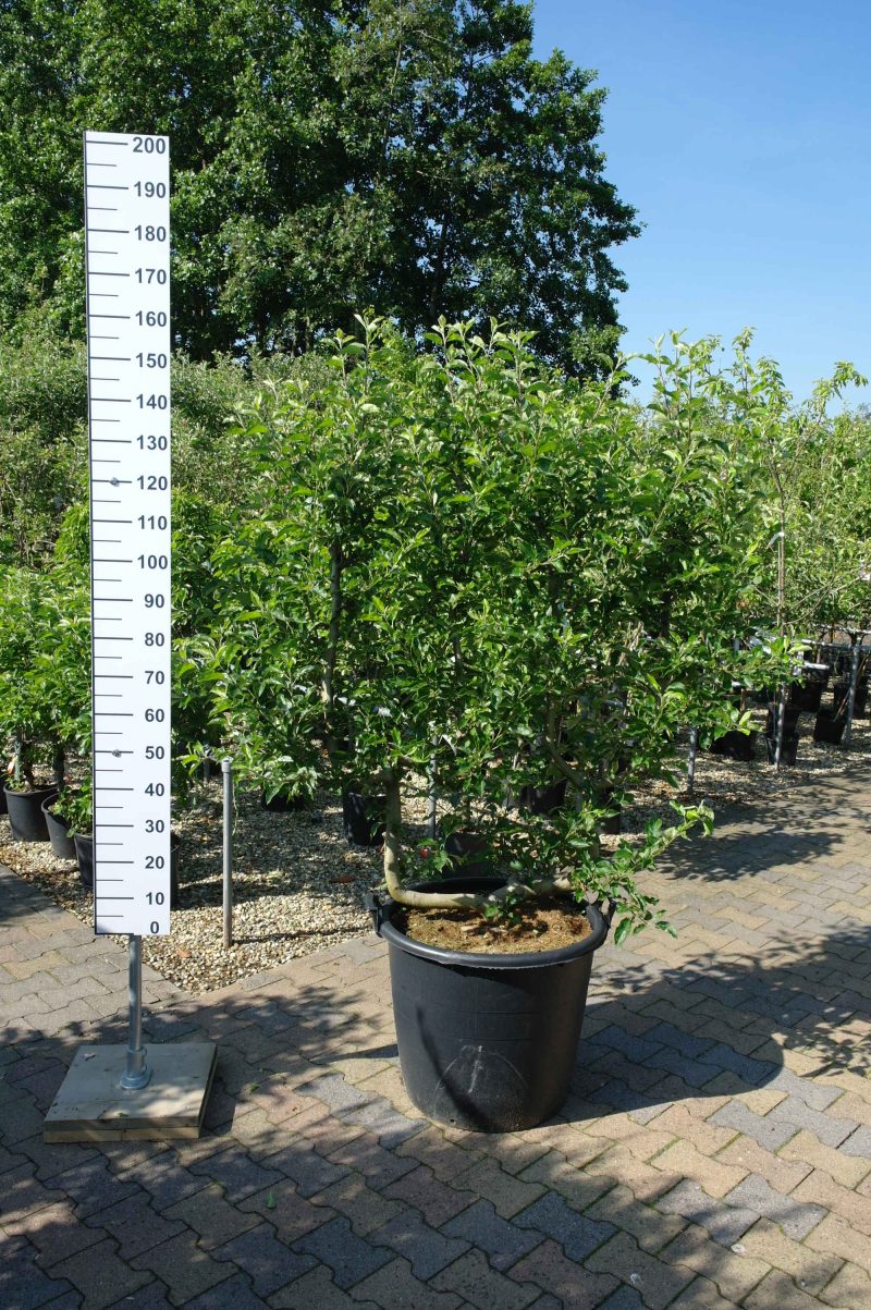 Malus Golden Delicious leivorm - Afbeelding 3