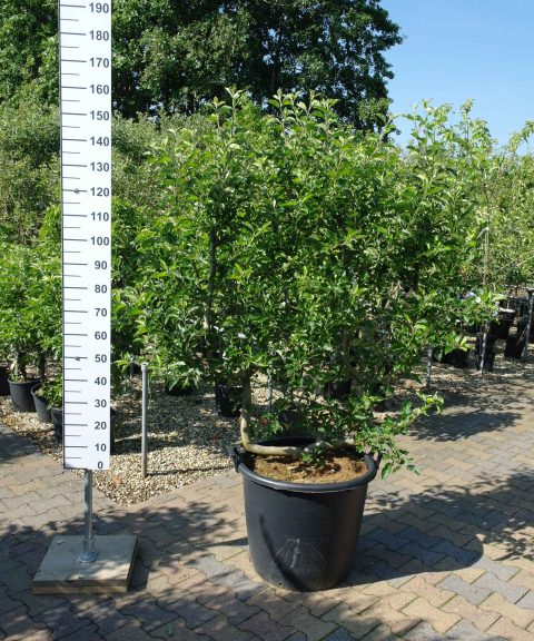 Malus Golden Delicious leivorm