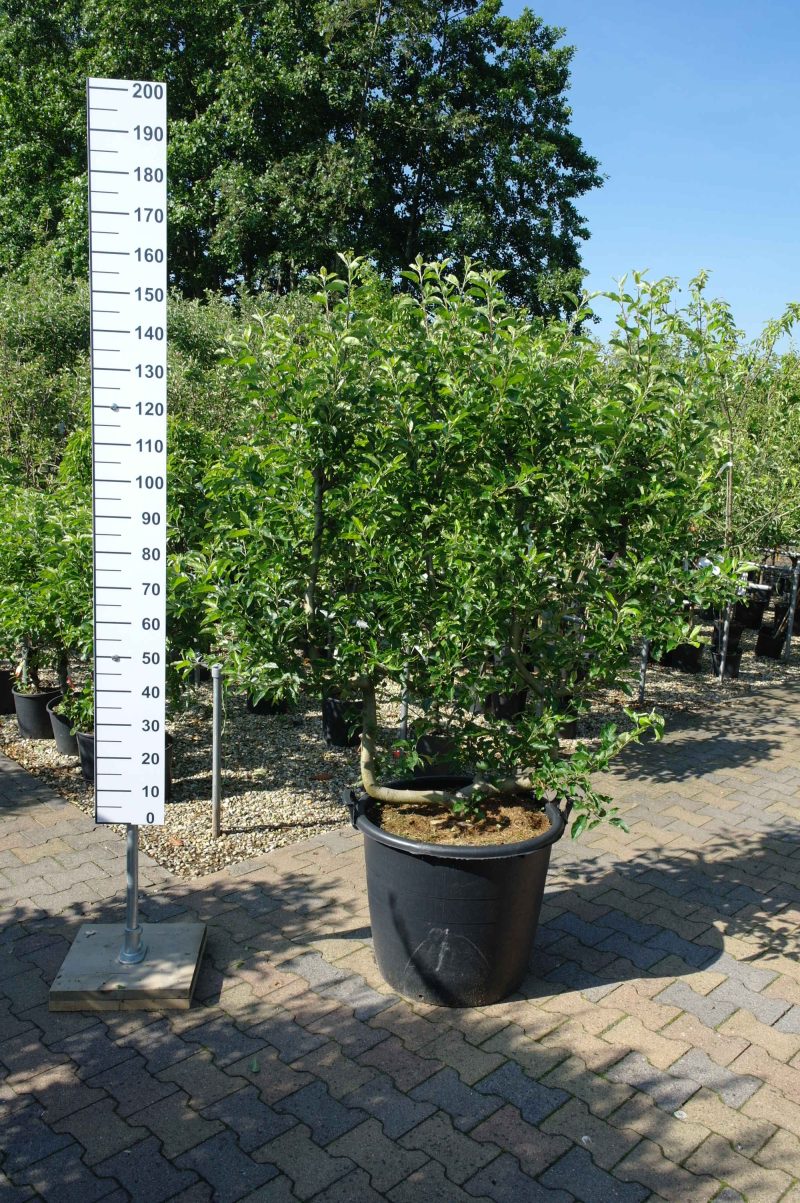 Malus Golden Delicious leivorm
