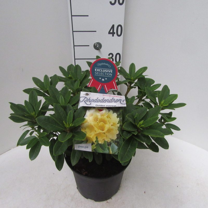 Rhododendron 'Golden Everest' geel