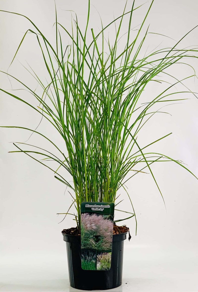 Miscanthus sinensis 'Vanille Sky'
