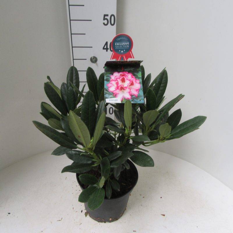 Rhododendron 'Hachmann's Charmant' roze met wit hart