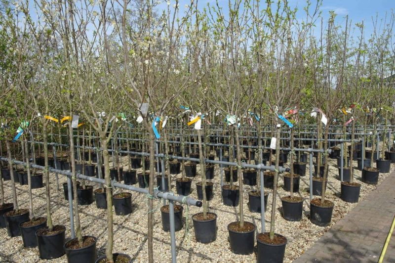Malus domestica 'Granny Smith' - Afbeelding 2