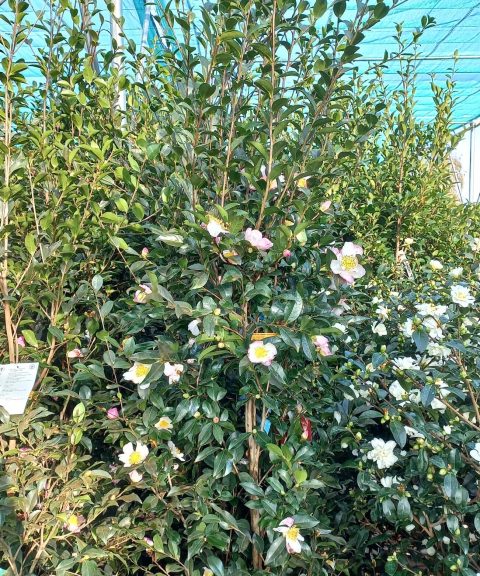 Camellia Sasanqua 'Hana Jiman'