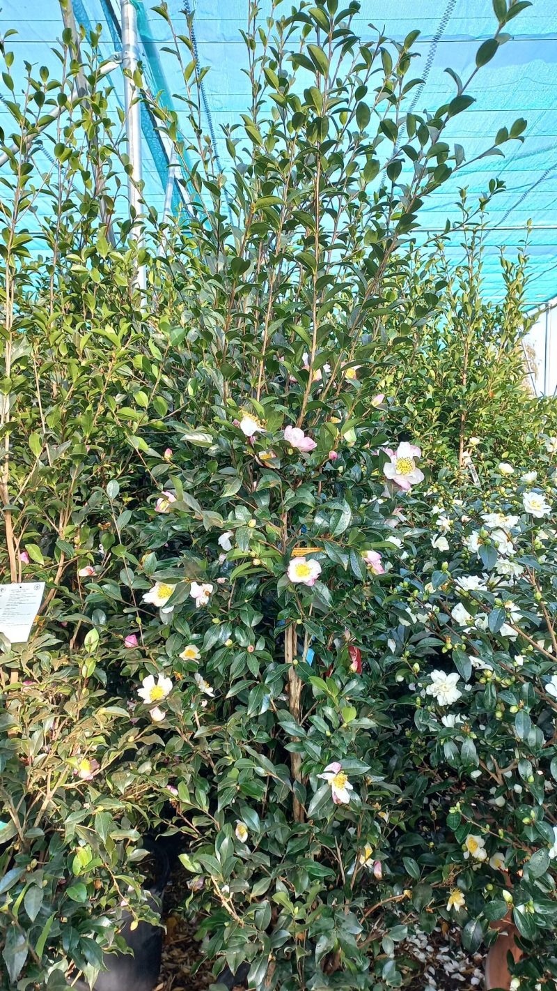 Camellia Sasanqua 'Hana Jiman'