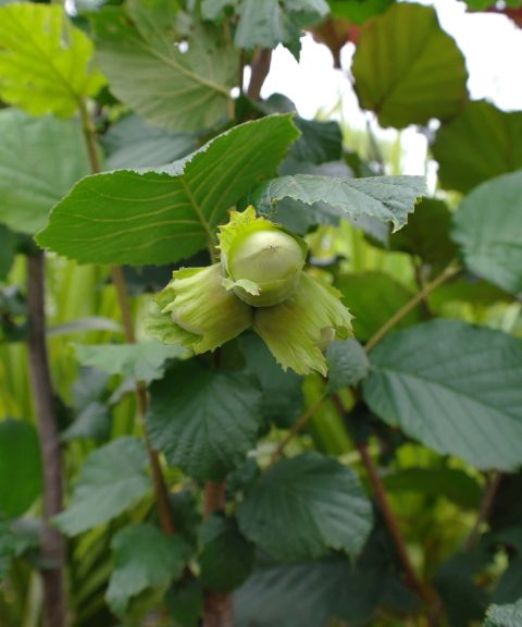 Notenbomen
