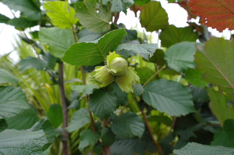 Corylus Pearson's Prolific Hazelnoot - Afbeelding 2