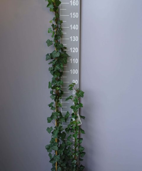 Hedera Hibernica