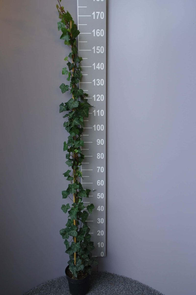 Hedera Hibernica - Afbeelding 3