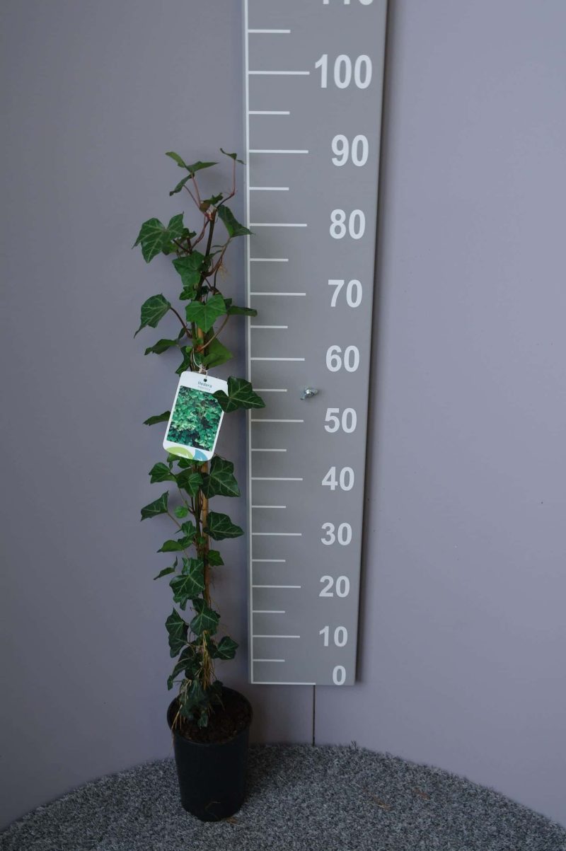 Hedera Hibernica - Afbeelding 2