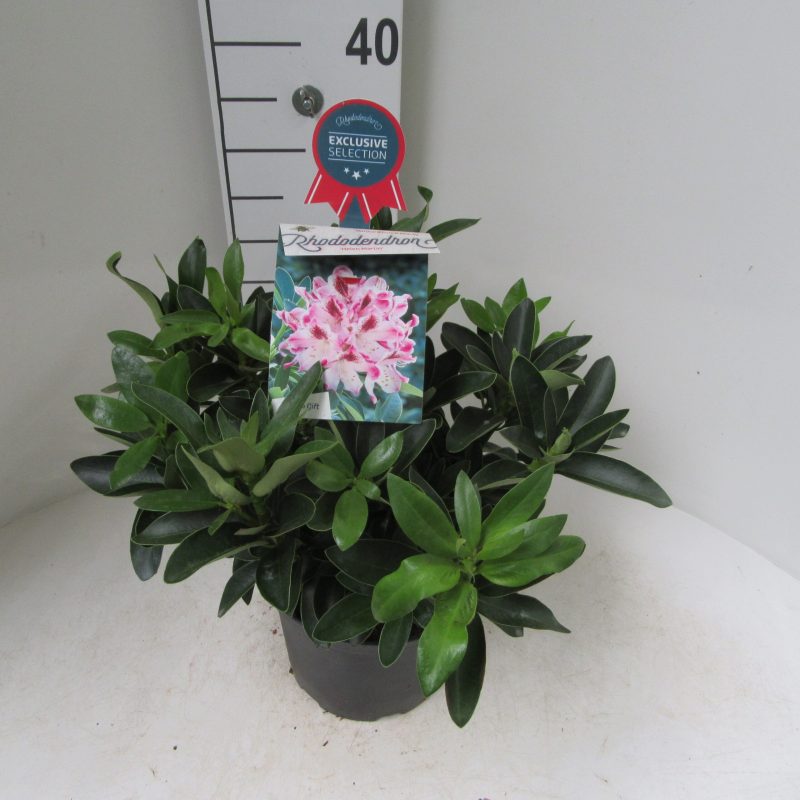 Rhododendron 'Helen Martin' roze met rood hart