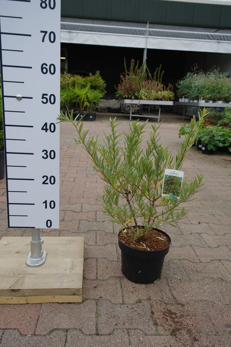Hippophae Rhamnoides 'Friesdorfer Orange' - Duindoorn - Afbeelding 2
