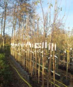Hoogstam fruitbomen