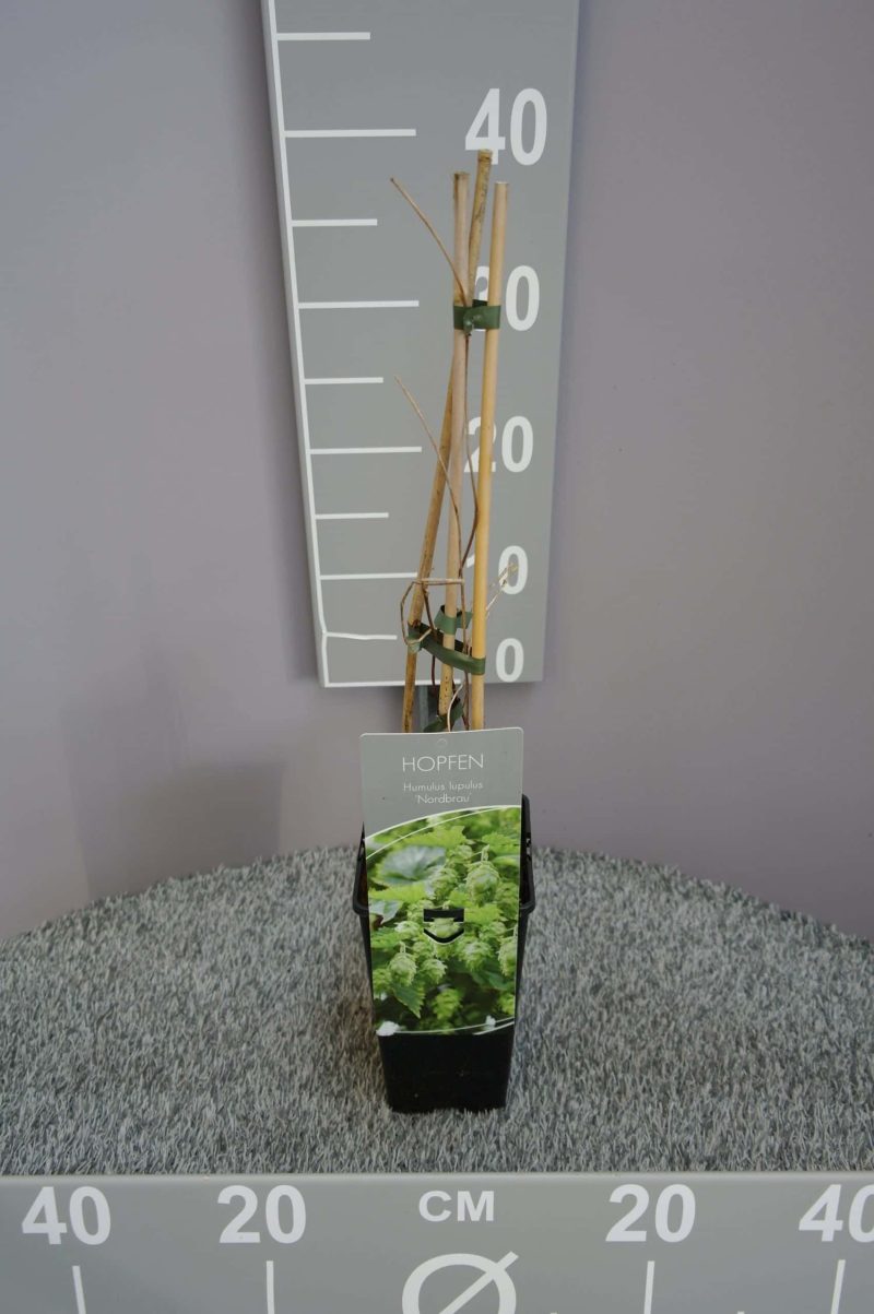 Humulus lupulus 'Nordbrau'