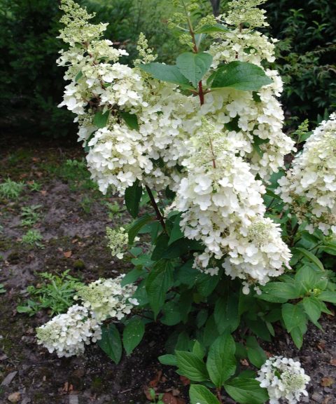 Hydrangea paniculata 'Candlelight'®