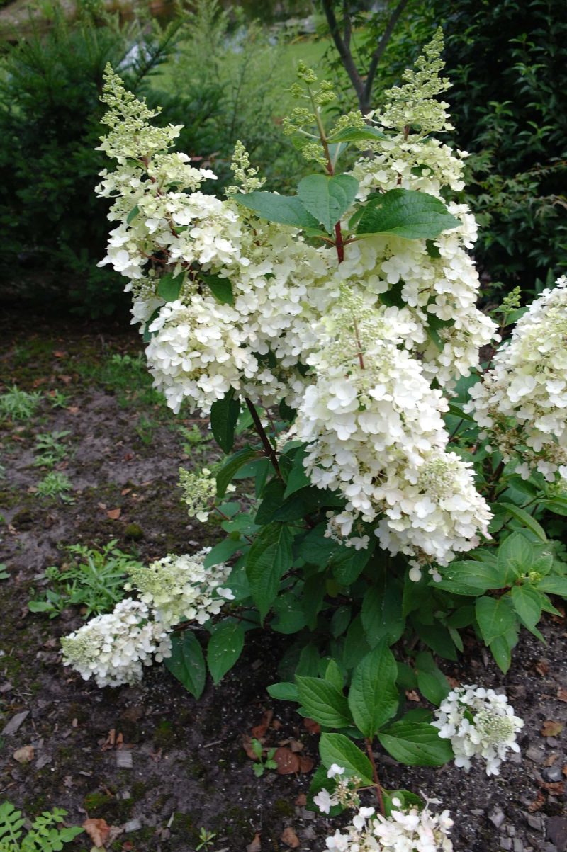 Hydrangea paniculata 'Candlelight'®