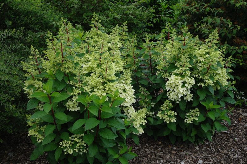 Hydrangea paniculata 'Candlelight'® - Afbeelding 3