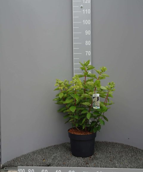 Hydrangea Paniculata 'Little Lime'®