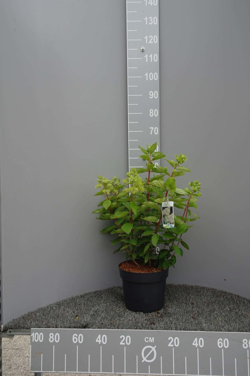 Hydrangea Paniculata 'Grandiflora' - Afbeelding 3