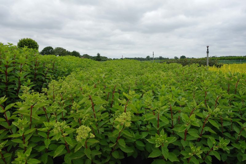Hydrangea Paniculata 'Grandiflora' - Afbeelding 2