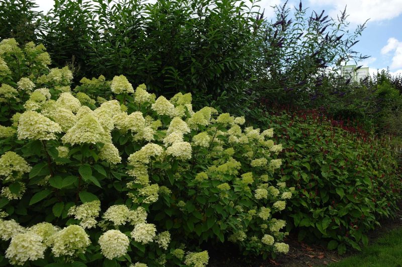 Hydrangea Paniculata Limelight ® - Afbeelding 2