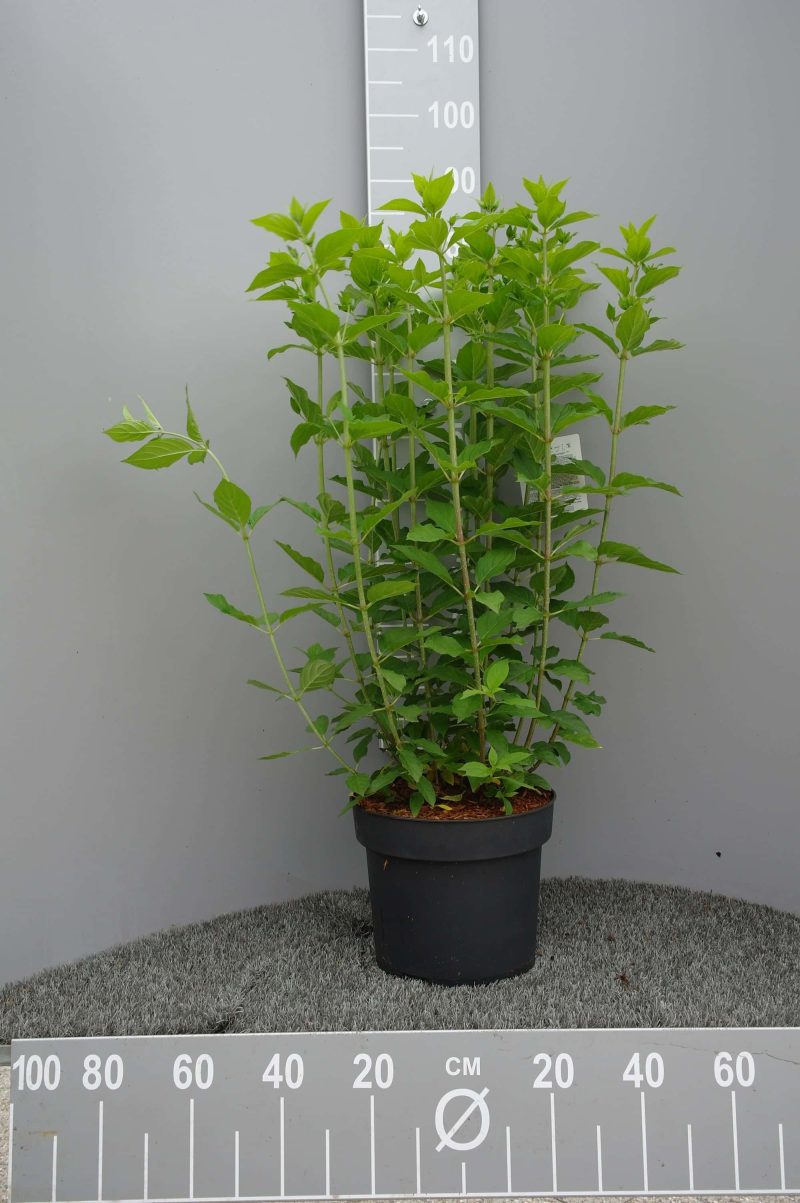 Hydrangea Paniculata Limelight ® - Afbeelding 5