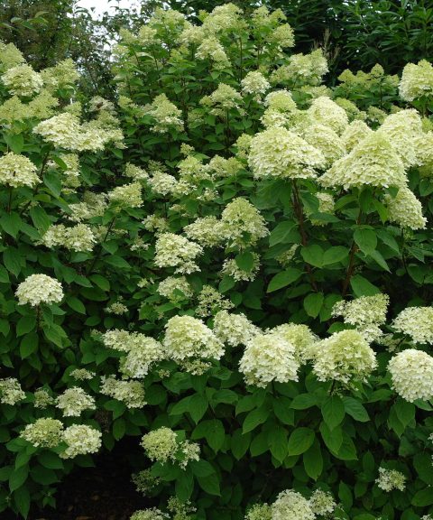 Hydrangea Paniculata Limelight ®