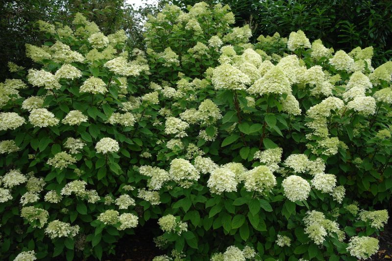 Hydrangea Paniculata Limelight ®