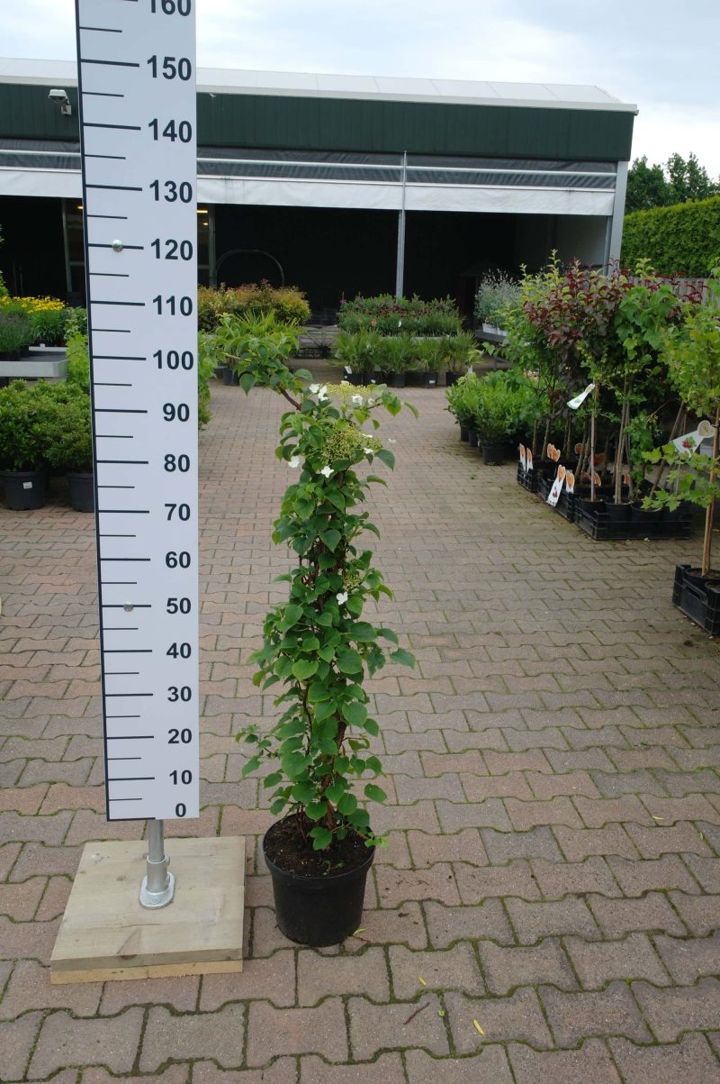 Hydrangea anomala petiolaris (Klimhortensia) - Afbeelding 2