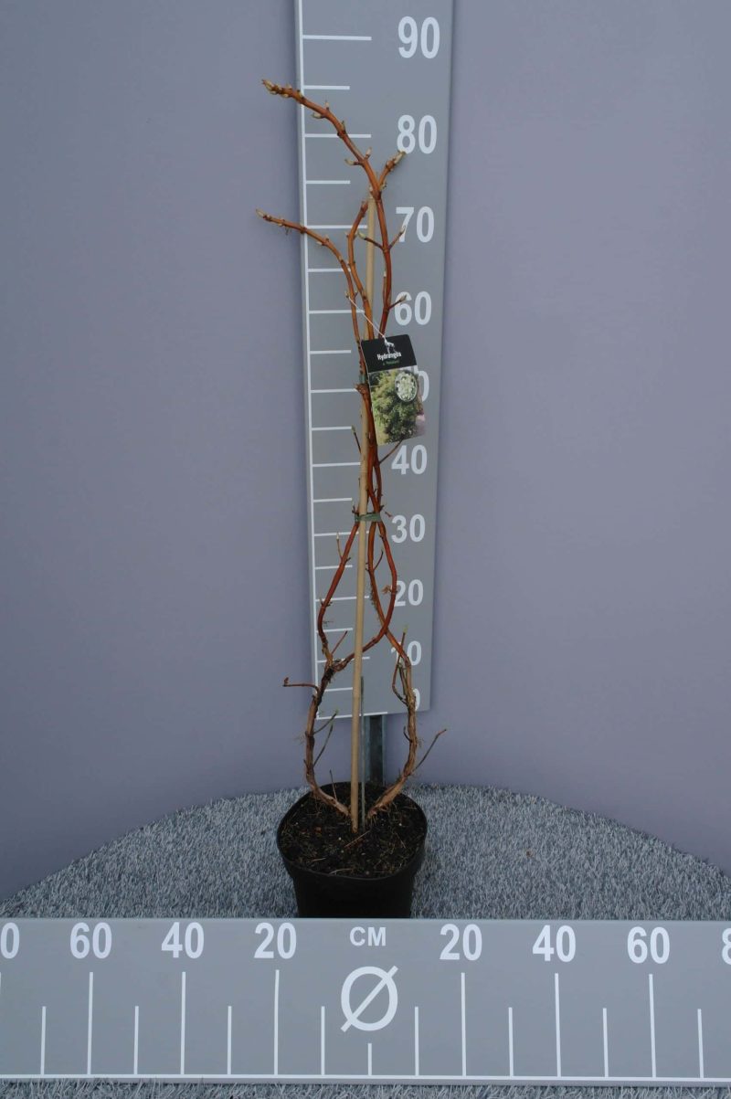 Hydrangea anomala petiolaris (Klimhortensia) - Afbeelding 5