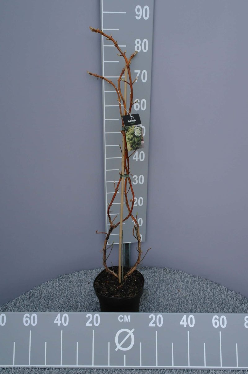 Hydrangea anomala petiolaris (Klimhortensia) - Afbeelding 4