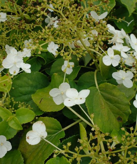Hydrangea anomala petiolaris (Klimhortensia)