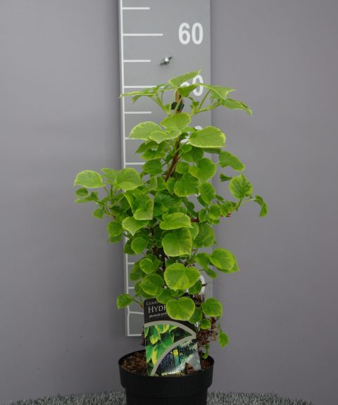 Hydrangea Petiolaris 'Mirranda' - klimhortensia