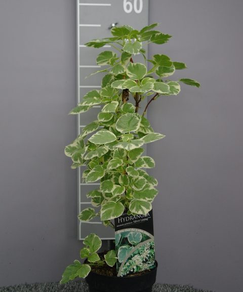 Hydrangea Petiolaris 'Flyer Saucer' - klimhortensia