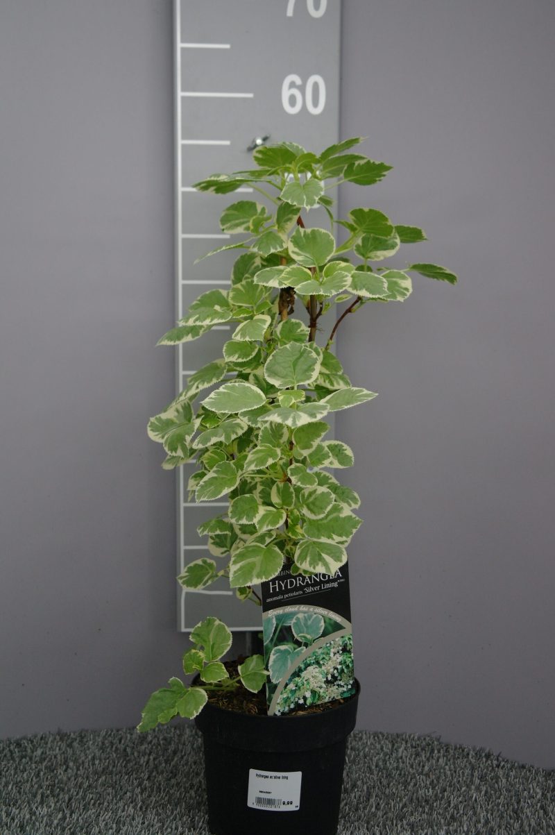 Hydrangea Petiolaris 'Silver Lining' - klimhortensia