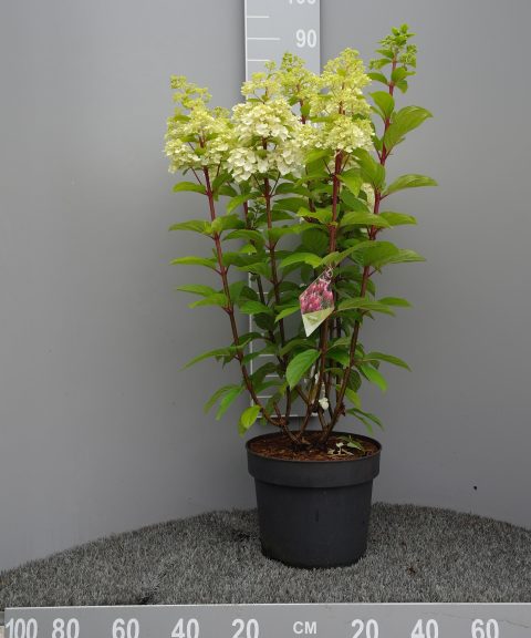 Hydrangea Paniculata 'Pinky Winky'®