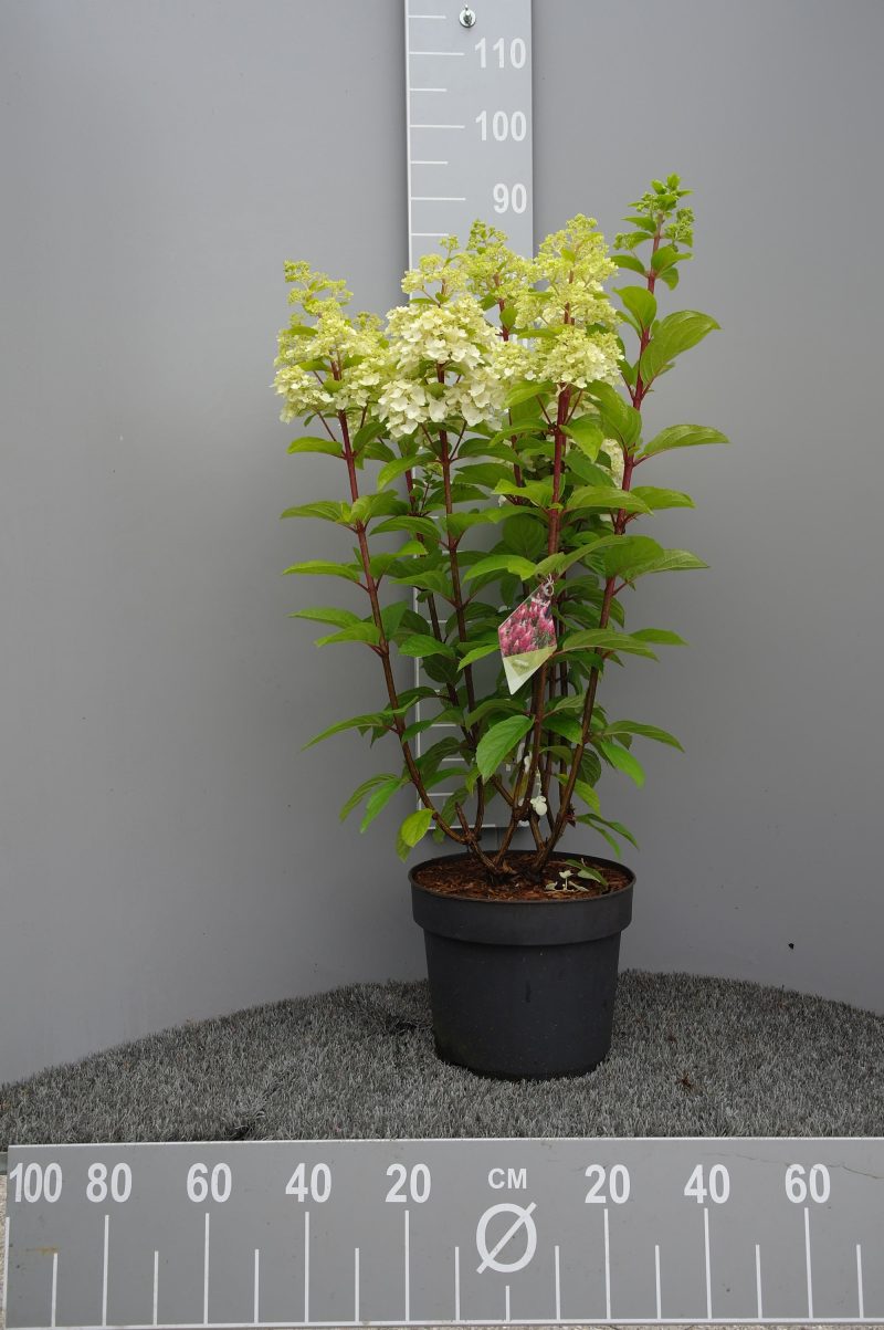 Pluimhortensia (Hydrangea Paniculata 'Pinky Winky'®)