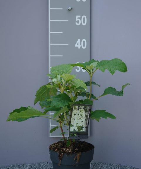Hydrangea Quercifolia