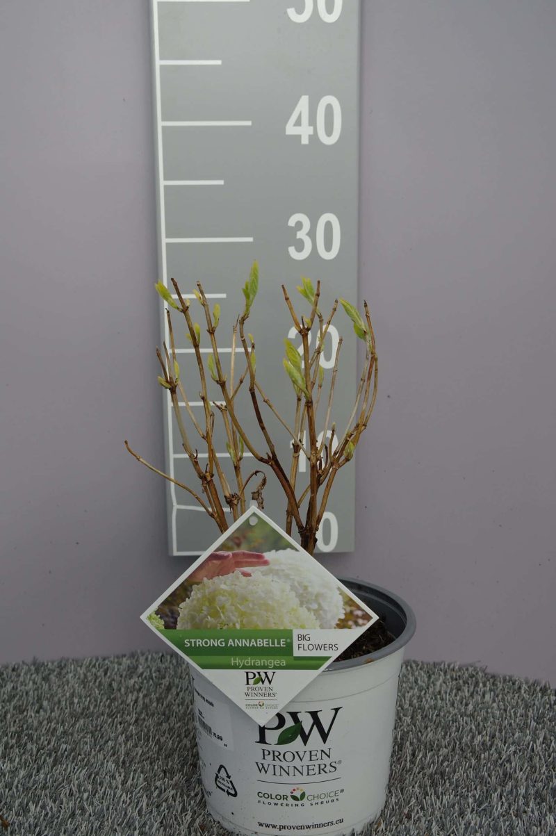 Hydrangea Arborescens 'Strong Annabelle' - Afbeelding 2