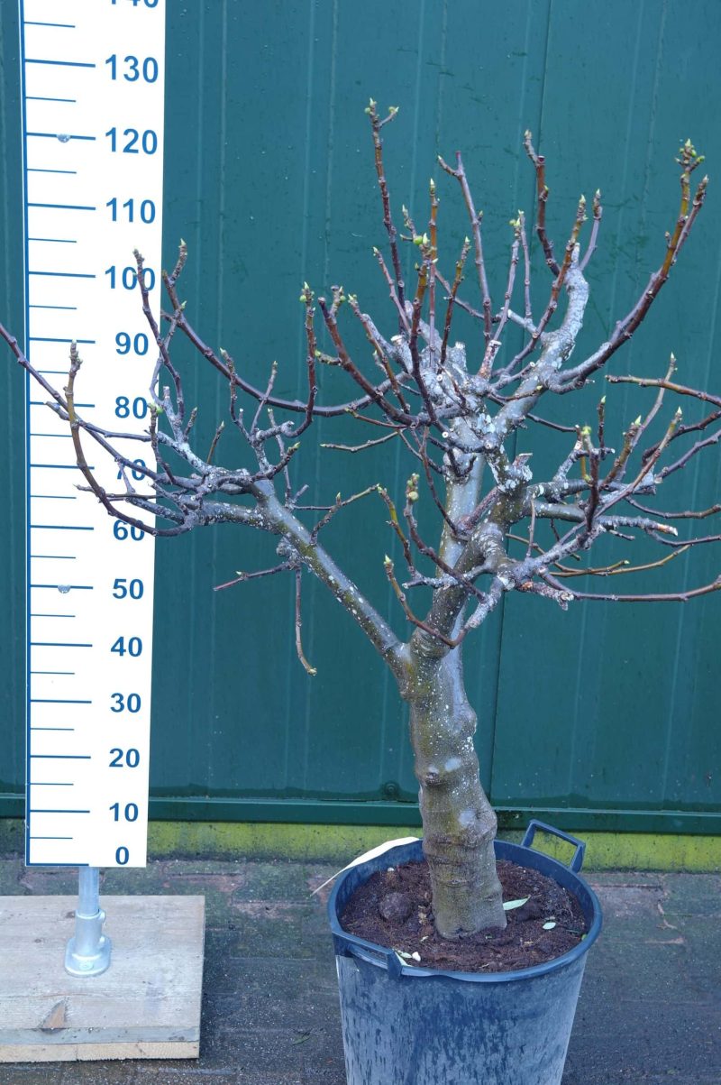 Ficus Carica - Afbeelding 5