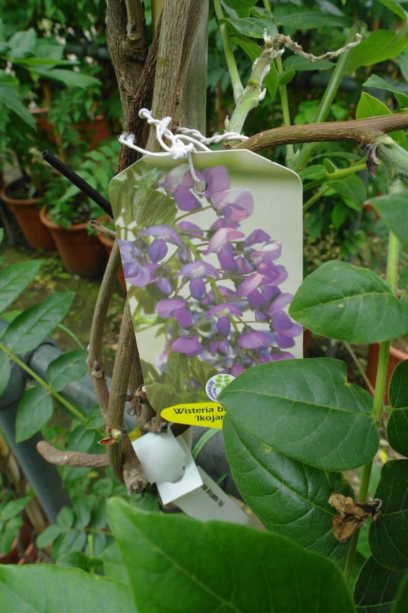Wisteria Ikojama Fuji op rek - Afbeelding 2