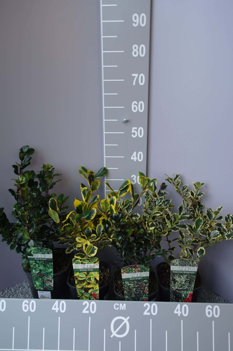 Ilex - Hulst