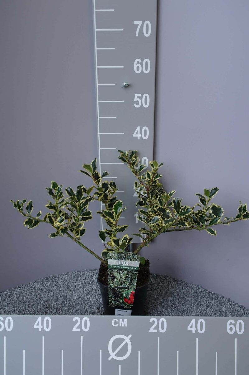 Ilex - Hulst - Afbeelding 5