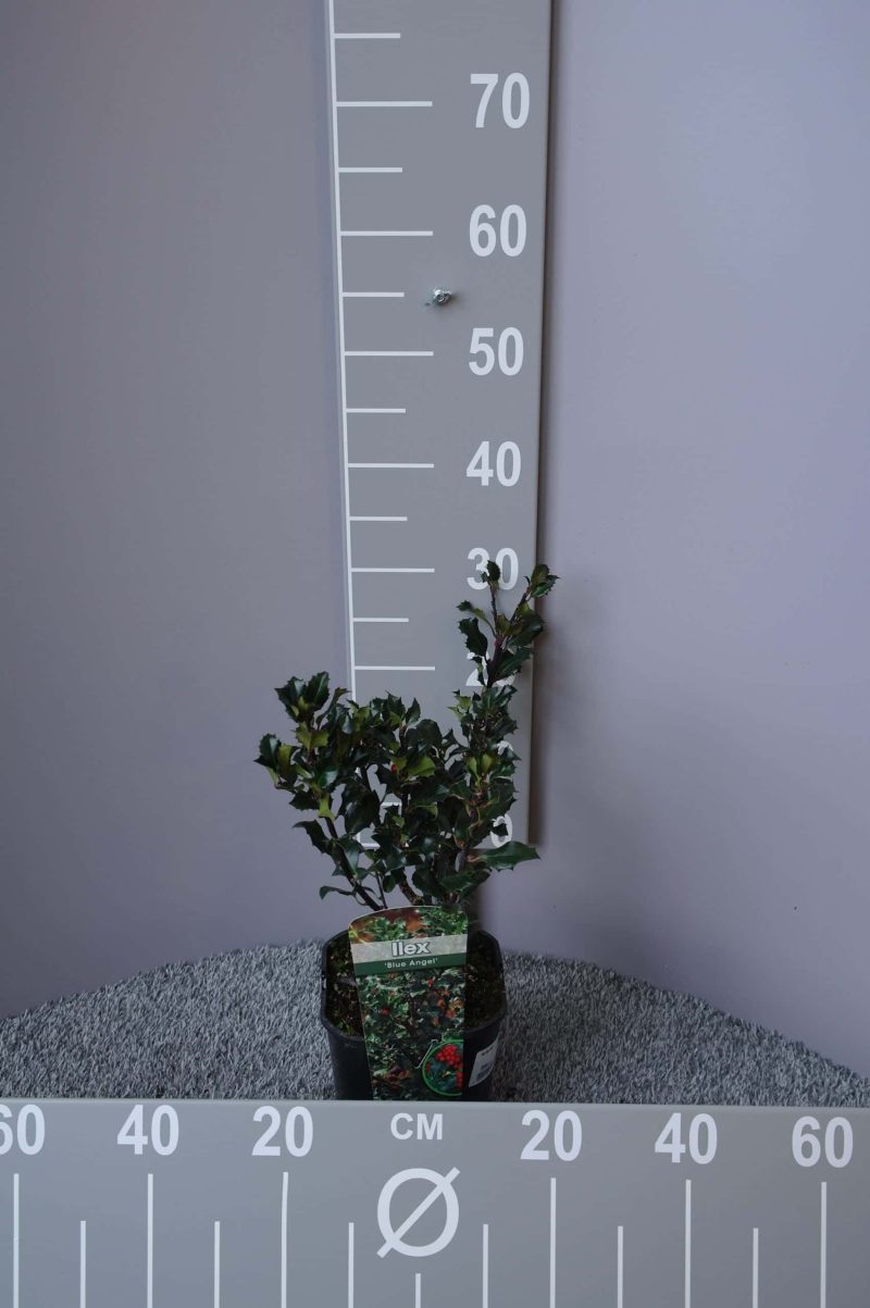 Ilex - Hulst - Afbeelding 4