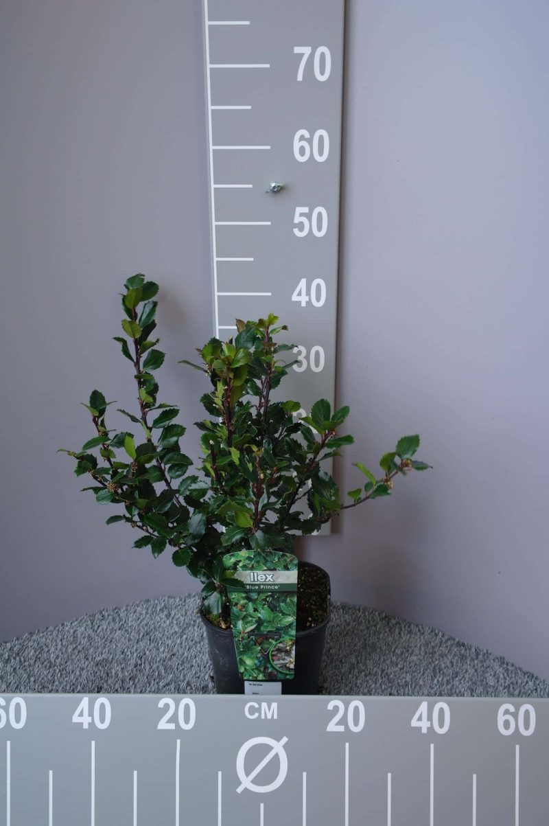 Ilex - Hulst - Afbeelding 3