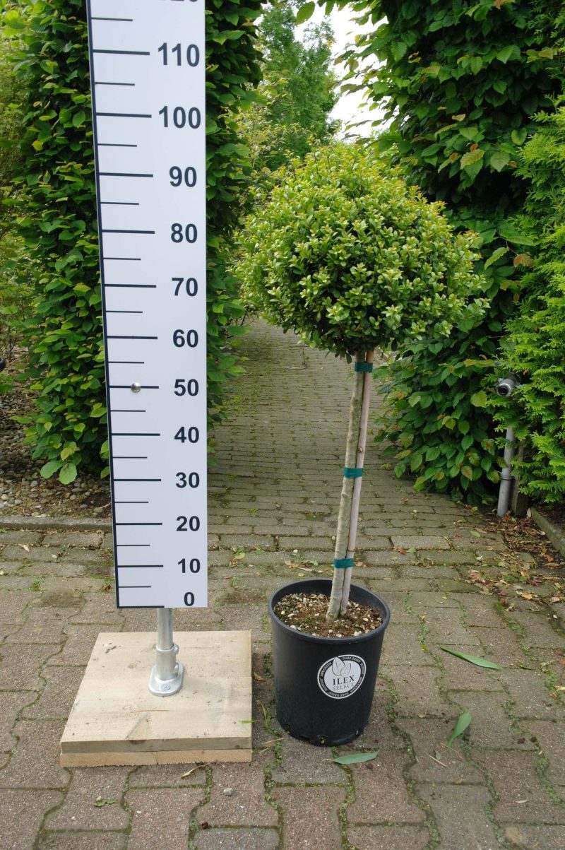 Ilex Crenata dark green stam 50 cm